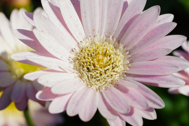 Closeup of a pink transvaal daisy under the sunlight at daytime