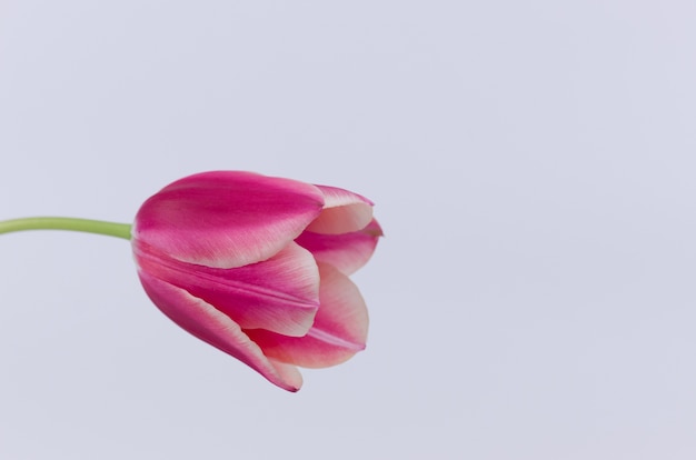 Free Photo closeup of a pink tulip flower isolated on white background with space for your text