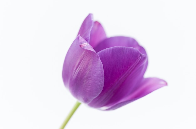 Closeup of a pink tulip flower isolated on white background with space for your text