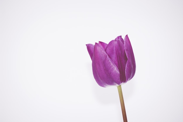 Closeup of a pink tulip flower isolated on white background with space for your text