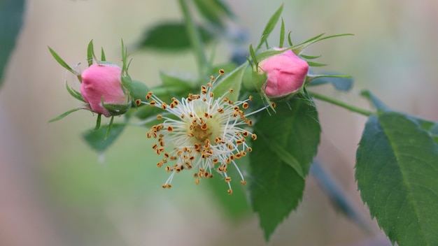 Free Photo closeup  of pink wild rose buds