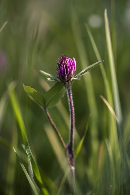 Closeup  of a pink wildflower 