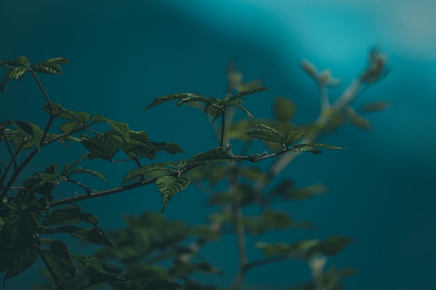 Closeup of a plant