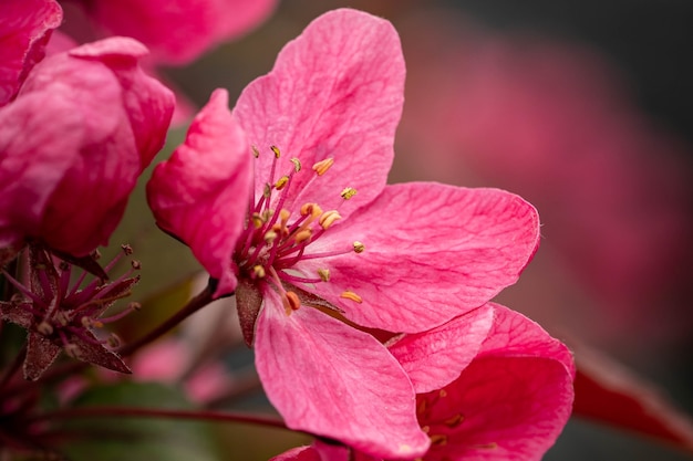 Free Photo closeup of plum blossom in a garden under the sunlight with a blurry greenery