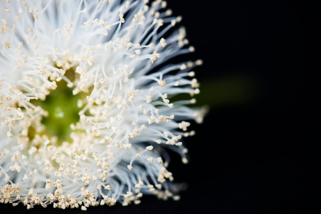 Free Photo closeup of pollinated flower