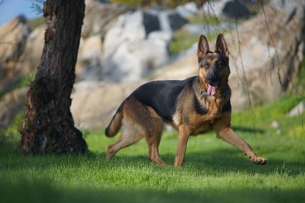 Free photo closeup portrait of a cute german shepherd dog running on the grass