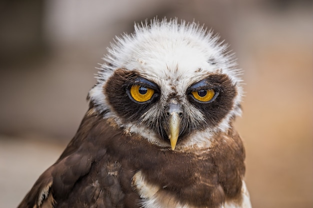 Free Photo closeup portrait of a cute owl bird looking to the front