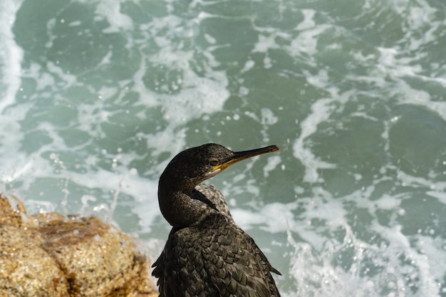 Free Photo closeup portrait of a great cormorant bird perched by the sea