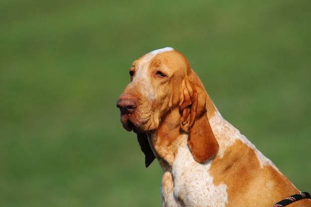 Free photo closeup portrait of a large-sized purebred bracco pointing dog in the meadow