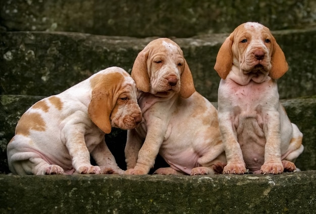 Free photo closeup portrait of three purebred sweet bracco puppy dogs sitting on a stone staircase