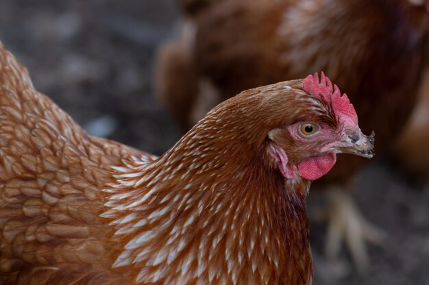 Closeup profile portrait of a hen with damaged beak in a farm