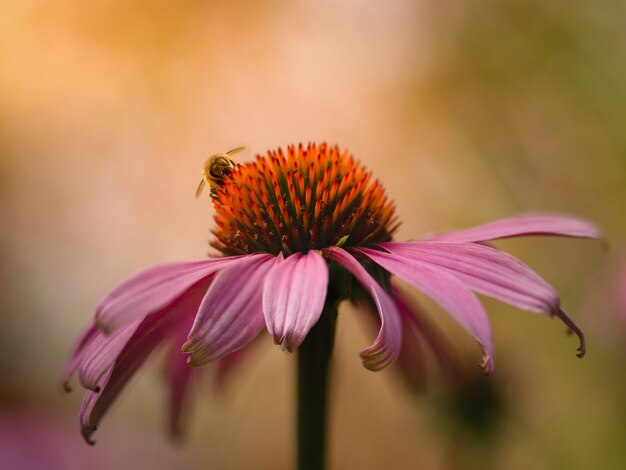 Closeup  of purple coneflower and a bumblebee 