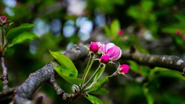 Closeup of a purple flower on a branch