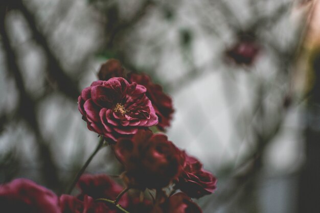 Closeup of a purple flower with blurred natural