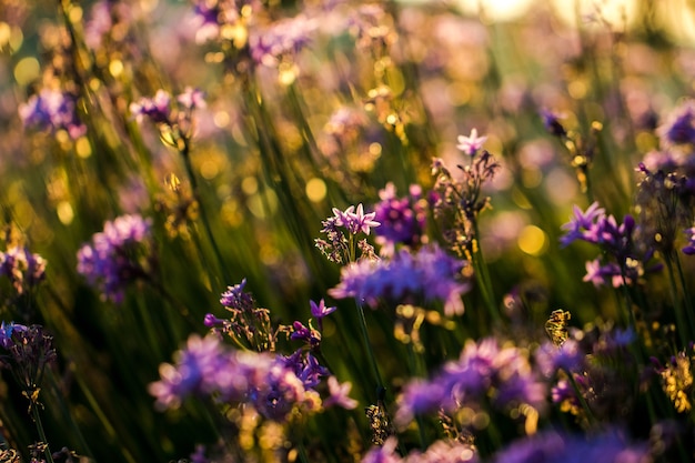 Closeup of purple petaled flowers