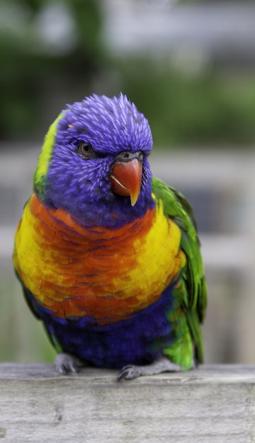 Free Photo closeup of a rainbow loriini sitting on a wooden plank under the sunlight 