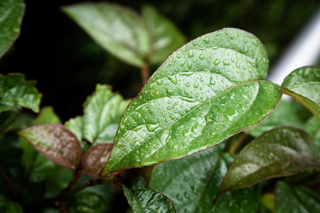 Closeup raindrops on leaves