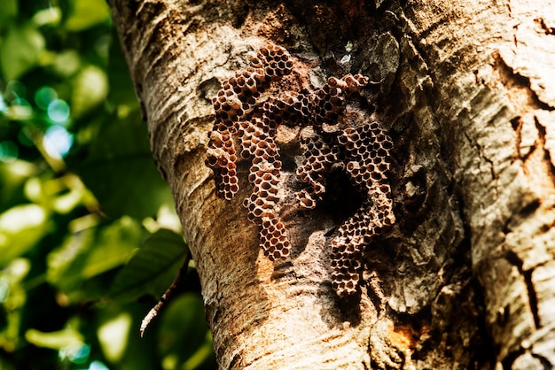 Free photo closeup of real bee hive on tree bark