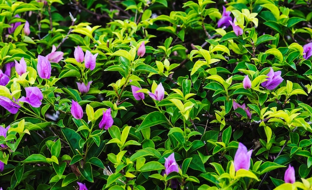 Free photo closeup of real nature plant leaves