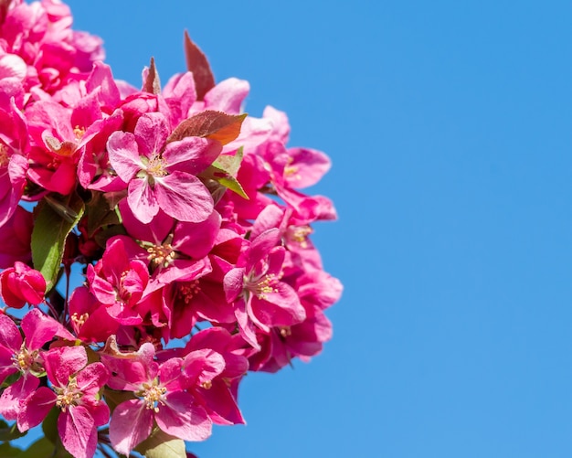 Free Photo closeup of red apple tree flowers under the sunlight and a blue sky at daytime