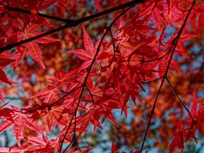 maple tree photos