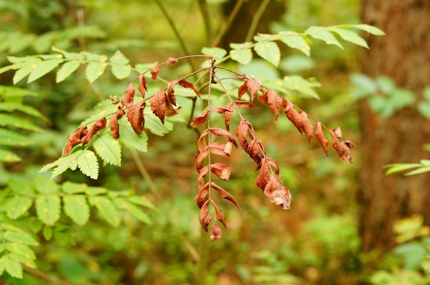 Closeup of red and green leaves in a forest under the sunlight