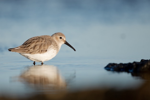 Free Photo closeup of red-necked stints wading on the sea shore against a blurry background