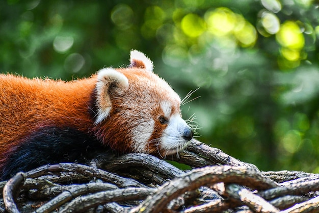 Free photo closeup of a red panda on dried branches in a zoo with a blurry background