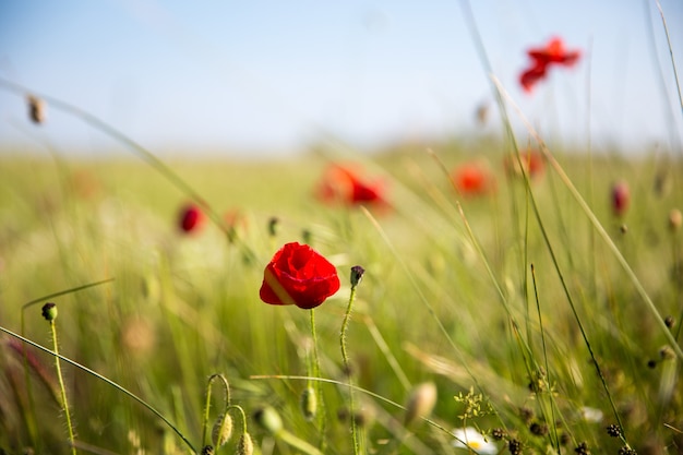 Free photo closeup  of red poppies in the field