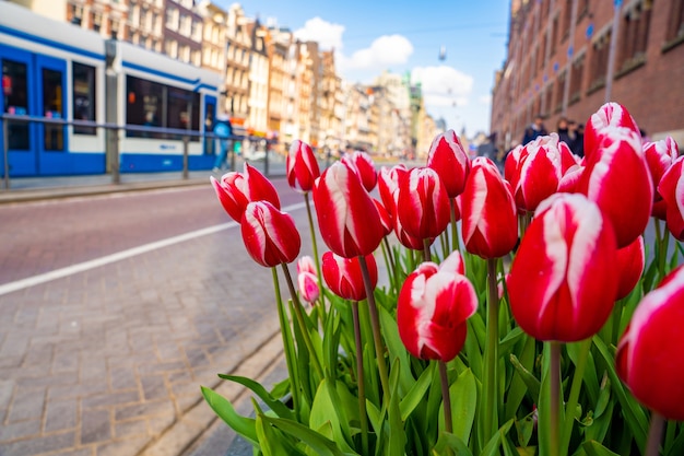 Free photo closeup of red and white darwin tulips on the side of the street during daylight