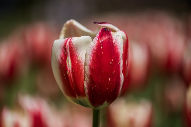 Free Photo closeup of a red and white tulip in a field with a blurry background