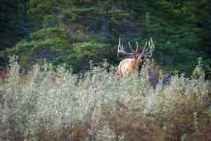 Free photo closeup of a resting in picturesque nature scenery