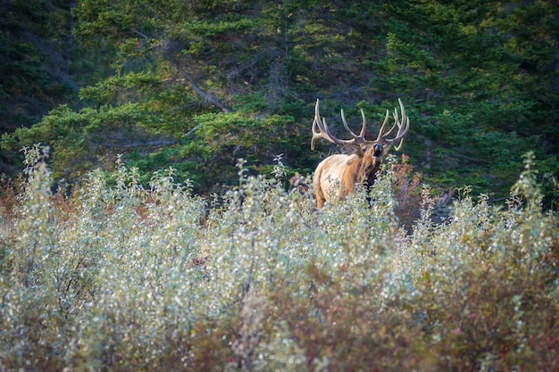 Closeup of a resting in picturesque nature scenery