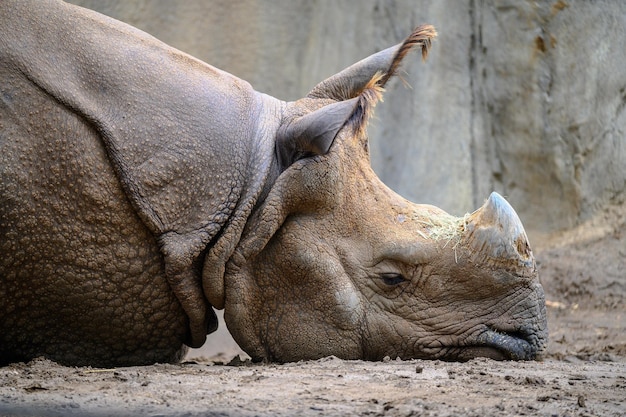 Free Photo closeup of a rhino lying down outdoors during daylight