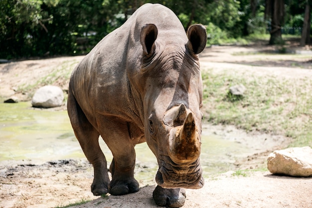 Closeup of rhino at the zoo