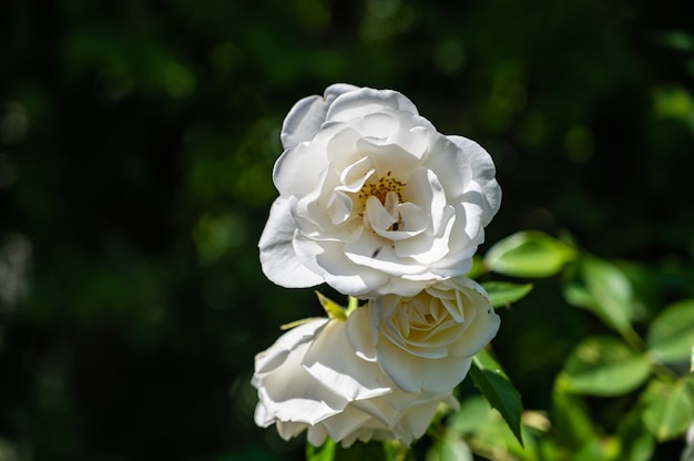 Closeup of rosa climbing icebergs surrounded by greenery in a field under the sunlight