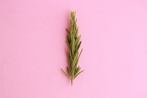 Free photo closeup of rosemary on a pink-colored surface