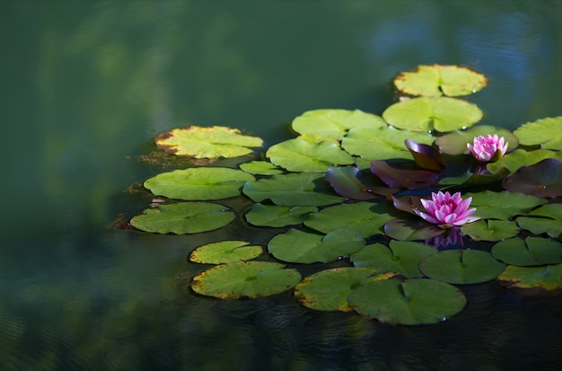 Free Photo closeup of sacred lotuses on a lake under sunlight with a blurry background