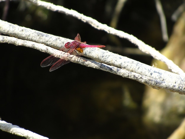 Free photo closeup of a scarlet dragonfly on a tree branch under the sunlight