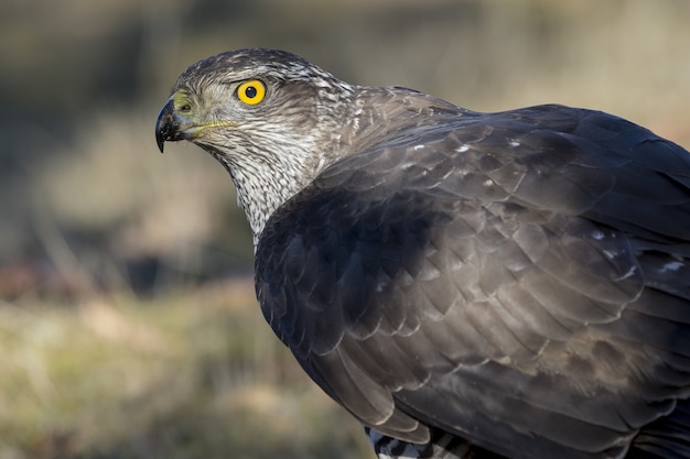 Closeup of a scary Northern Goshawk under the sunlight against a blurry space