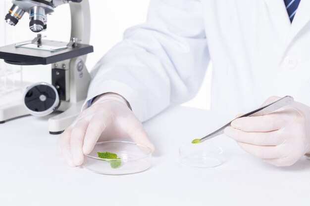 Closeup of a scientist examining leaves under the lights in a laboratory