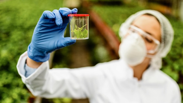 Closeup of scientist examining sample of plant in test bottle while working in a greenhouse