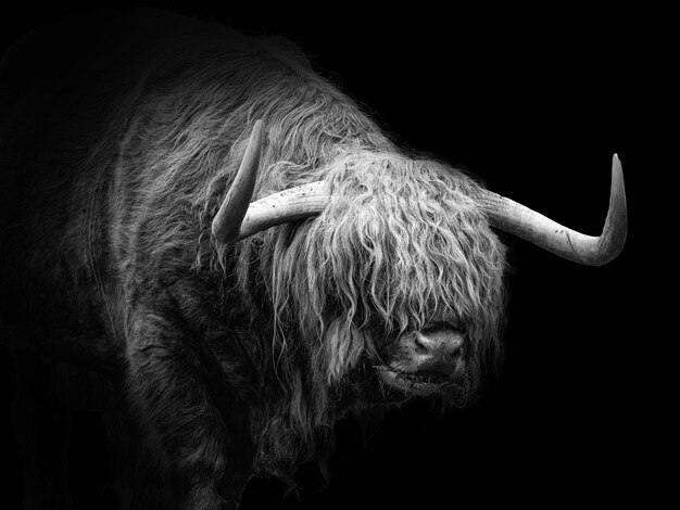 Closeup of a Scottish highland cow on a black background