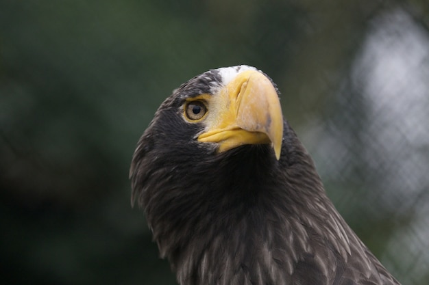 Free Photo closeup of a sea eagle, a headshot