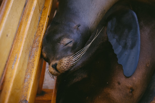 Free photo closeup of a sea lion laying on a bench with eyes closed