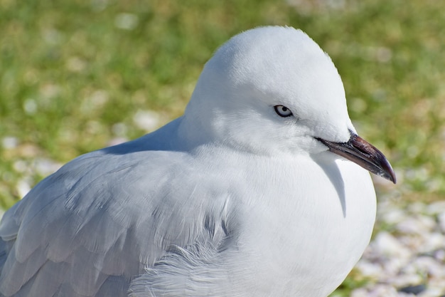 Closeup of a seagull on a grass-covered ground during daylight