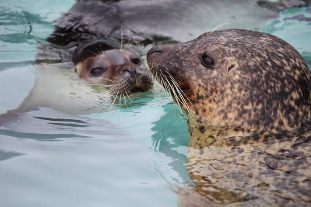 Closeup of seals in the water under the sunlight