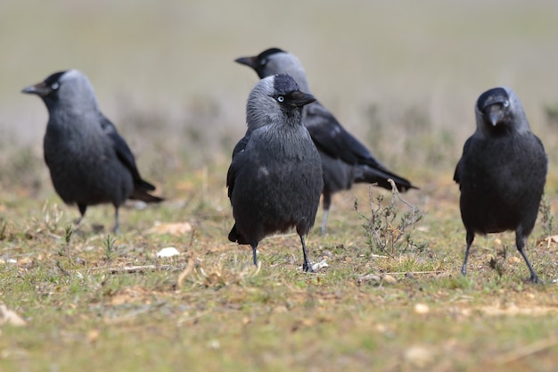 Free photo closeup selective focus shot of a beautiful american crows group