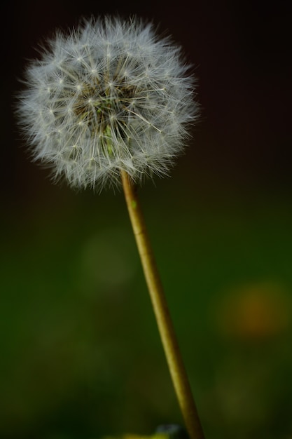 Free photo closeup selective focus shot of a beautiful common dandelion