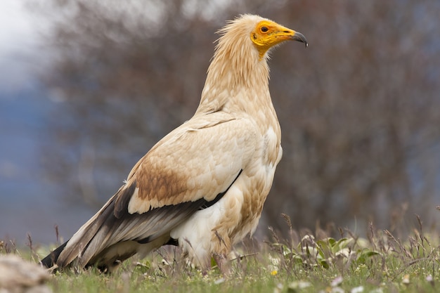 Closeup selective focus shot of a beautiful Egyptian vulture